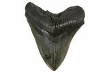 Fossil Megalodon Tooth - South Carolina #340276-1